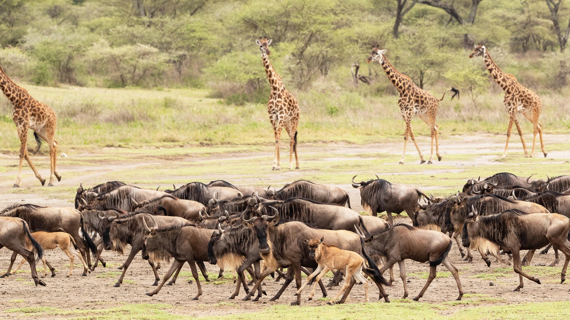 5 DAYS SERENGETI GREAT MIGRATION - Image - 7560